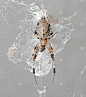 蜘蛛和猎物的微距照片在网上