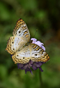 ~~White Peacock Butterfly by Saija Lehtonen~~