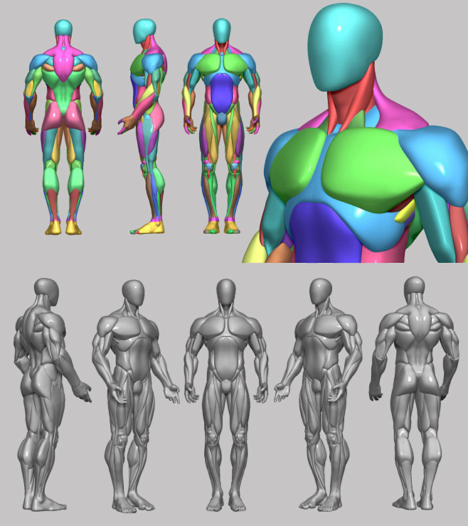 男 人体 模型 肌肉结构