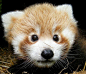 小萌物的大特写，这对萌物是Cotswold中心十年中首次成功繁育出的红熊猫