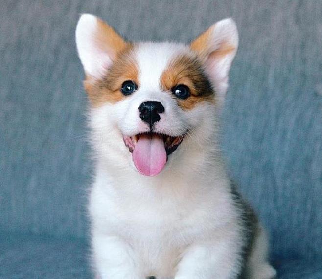 最萌不过小柯基  ins：corgiwa...