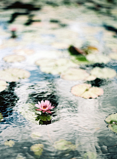 雨思纷飞采集到摄影