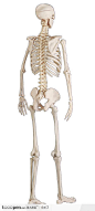 人体器官模型-人体骨骼背面