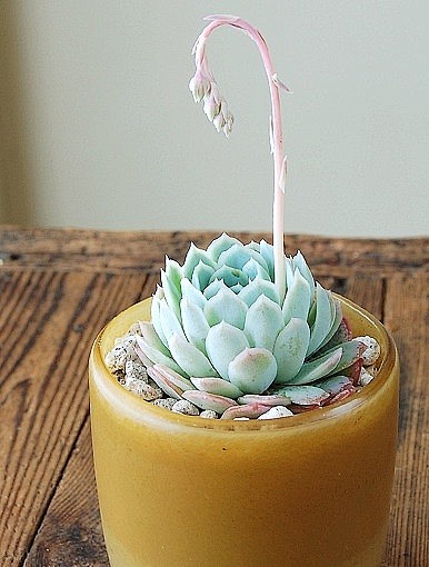 拟石莲花属 Echeveria #多肉植...