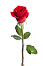 红色玫瑰花植物高清图片 - 素材中国16素材网