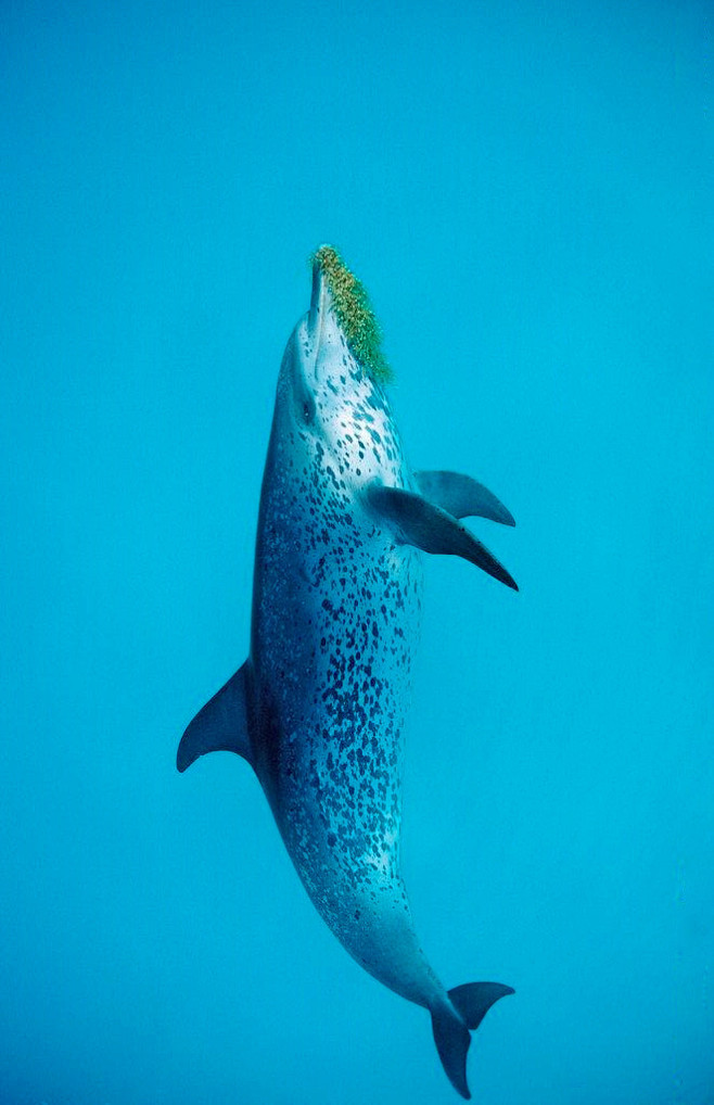 鲸目海豚科原海豚属大西洋点斑原海豚