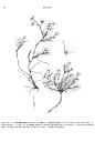 Illustration: Potentilla cuneata