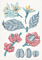 Woolworths : Various botanical studies of the coffee plant created for Woolworth's exclusive Waterstone Café.