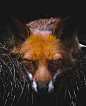 图片故事：敢和这只狐狸对视吗？ ​​​​