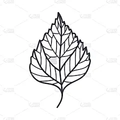 手绘桦树秋叶轮廓或轮廓矢量插图