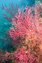 石帆珊瑚虫,红色石帆海扇,巴利阿里玛代,珊瑚色,珊瑚,礁石,赫罗纳省,水生动植物,垂直画幅,水