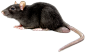 rat_mouse_PNG23558