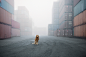 GROSSSTADTLOEWE /  BIG CITY LION : 3 years ago on the photo a shoot in spain, I found a little homeless dog looking for food. I gave him the Name “Tschikko Leopold von Werner” and took him back to Germany. From day one I noticed that he looks like a lion 