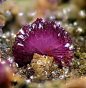 Strengite - FePO4 · 2H2O Strengite is a relatively ... | Crystals 