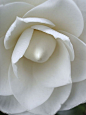 ~~White Camellia by LauraElaine~~