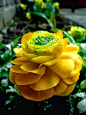 Ranunculus