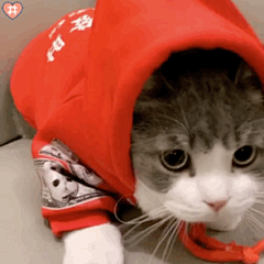 可爱猫咪表情包动图
是会笑的小土豆鸭~太治愈了