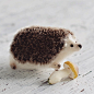 Little cute hedgehog with mushroom available for adoption)) ***This hedgehog made from high-quality mohair yarn and German hedgehog-mohair.*** Details in my store on Etsy *link in bio* #hedgehogs #hedgehoglove #hedgehoglover