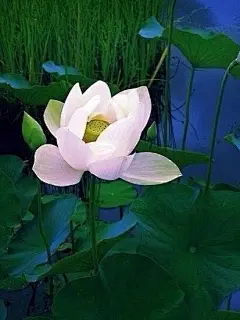 以清净心看世界，以欢喜心过生活，以平常心生情味，以柔软心除挂碍