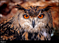 Eurasian Eagle Owl by Yair-Leibovich