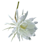 昙花 免抠 PNG