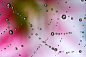摄影插画集：蜘蛛网上的水滴，水滴里的花朵，请点击大图.