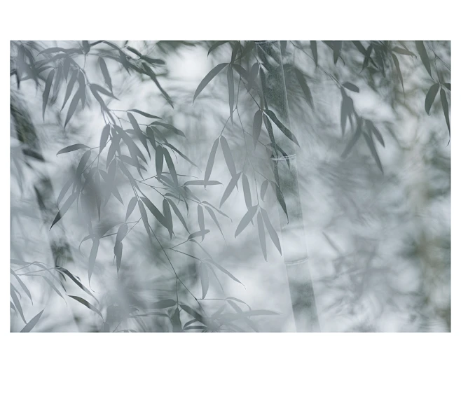 【幽竹摄影图片】生态摄影_太平洋电脑网摄影部落-花瓣网