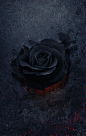 黑色玫瑰   重生