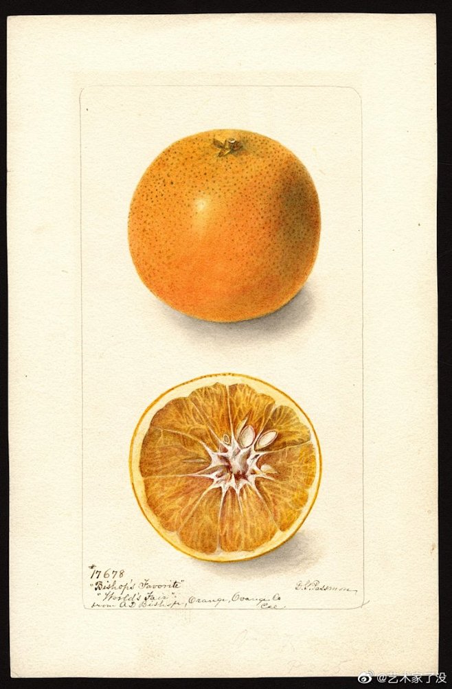 1886年艺术家笔下的水果资源绘本 来自...