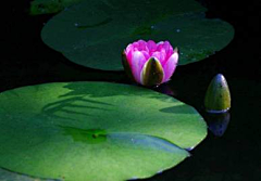 烟雨兰花采集到荷花（莲花）