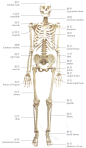 1-1 全身骨骼 - 人体系统解剖学实物图谱 - 中国工具书网络出版总库