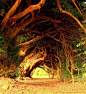 威尔士西部（West Wales）1000年的老红豆杉树。收集~