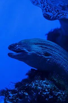 多彩深海海洋生物摄影图