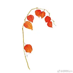 ✨

去对角巷家买枝花 温暖这个冬天吧
@对角巷COTICE 

水彩插画 ​​​​