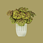Plants VS Planters —— 美国插画师Alberto Cerriteño作品欣赏