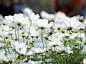 cosmos flowers by Natthawut Punyosaeng on 500px