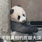  高糊表情包 喵咪 熊猫头 gif 金馆长 斗图 文字系列 厉害了 装逼大神 蛤蛤蛤 魔性 喵咪表情包 文字系列 搞笑 暴走漫画 文字控 表情包 