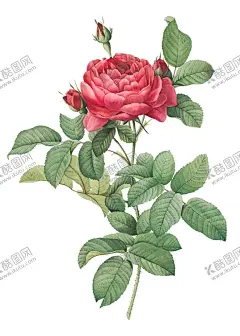  玫瑰花  【酷图网】玫瑰,玫瑰花,玫瑰花蕾,玫瑰茶,美容养颜,花,花卉,花朵手绘,插图,插画,水彩,水粉,小清新,花型,布料,图案,阳光,月季,香槟玫瑰,美好,露珠,鲜花,土玫瑰,花草