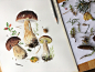 Porcini Mushrooms watercolour