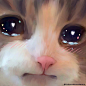 猫猫星星眼