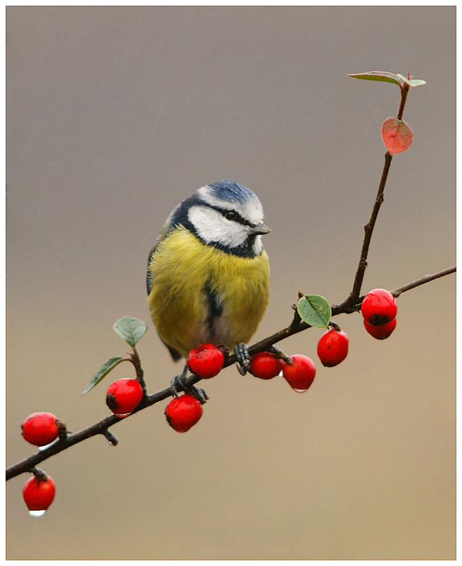 Photograph Blue Tit ...