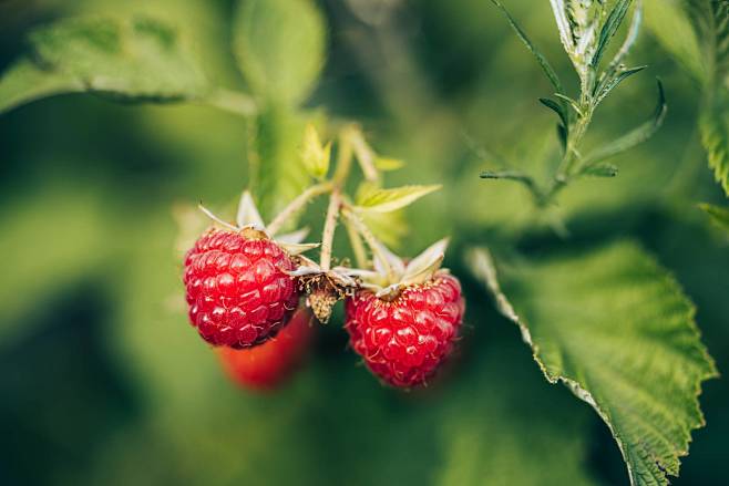 detail-of-raspberries-free-photo