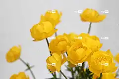 花朵 笔记本电脑壁纸 金莲花 盛开 全高清壁纸 美丽的壁纸 壁纸4K