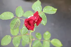 鲜花，爱情，妇女节背景，情侣，情人节背景，玫瑰花，爱情，七夕节背景，红色玫瑰花，love，女生节背景，花朵，818A4533 – 饿狐背景网站-微距高清设计素材免费图片下载海报壁纸摄影背景素材，背景图，背景墙，背景板，背景图片，背景纹理，背景板设计，背景材质，背景大图