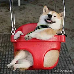 (4 封私信 / 34 条消息) 柴犬表情包 - 搜索结果 - 知乎