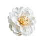 山茶花