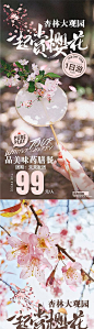【南门网】 海报 旅游 赏花 实景 团扇 樱花  314873
