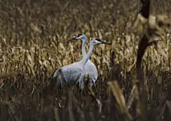 免費 動物攝影, 地面, 壁紙 的 免費圖庫相片 圖庫相片