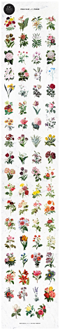 手绘复古效果花卉植物PSD分层素材 - 素材中国16素材网