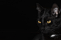 猫, 黑色背景, 猫的眼睛, 眼睛, 动物, 黑猫, 黑色